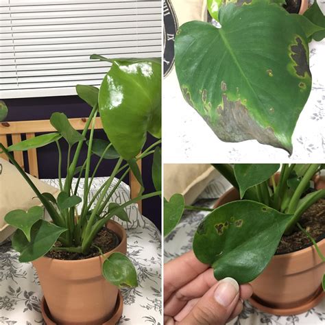 bumps on monstera stem|9 Reasons for Brown Spots on Monstera (And How to。